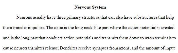 structure of the neuron in relation to the central nervous system